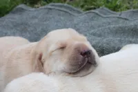 Daisy pup Yellow male, a male Labrador Retriever for sale in Crewe, VA – Photo 1 of 3