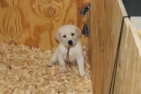 Daisy pup Yellow male Brown, a male Labrador Retriever for sale in Crewe, VA – 2 of 6