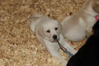 Daisy pup Yellow male Brown, a male Labrador Retriever for sale in Crewe, VA – 3 of 6