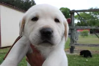 Daisy pup Yellow male Brown, a male Labrador Retriever for sale in Crewe, VA – 5 of 6
