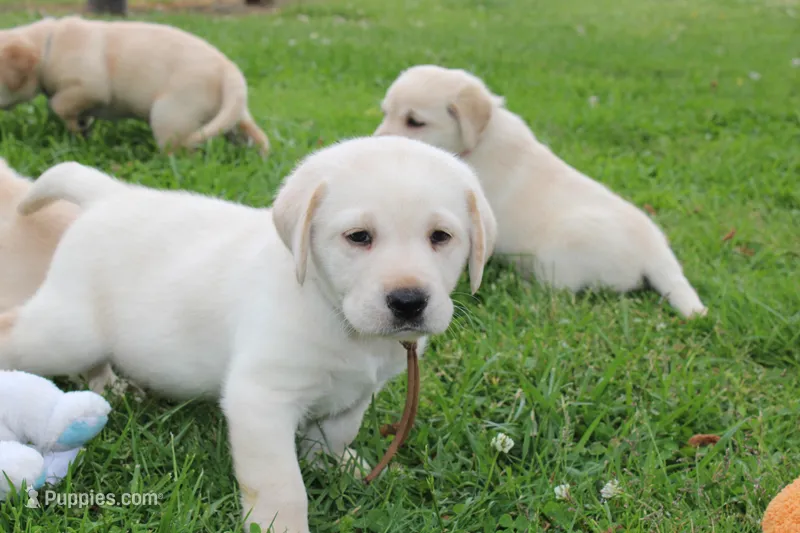 Daisy pup Yellow male Brown – Labrador Retriever puppy for sale in Crewe, VA