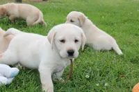 Daisy pup Yellow male Brown, a male Labrador Retriever for sale in Crewe, VA – 1 of 6