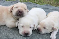 Daisy pup Yellow male, a male Labrador Retriever for sale in Crewe, VA – Photo 2 of 3