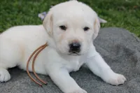 Daisy pup Yellow male Brown, a male Labrador Retriever for sale in Crewe, VA – 4 of 6