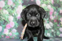 Grace pup Black female Rainbow, a female Labrador Retriever for sale in Crewe, VA – 6 of 7