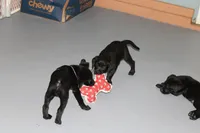 Grace pup Black female Purple, a female Labrador Retriever for sale in Crewe, VA – 5 of 9