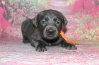 Birdie pup Charcoal Female, a male Labrador Retriever for sale in Crewe, VA – 3 of 7