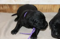 Grace pup Black female, a female Labrador Retriever for sale in Crewe, VA – 2 of 4
