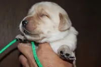 Birdie pup Yellow male green, a male Labrador Retriever for sale in Crewe, VA – 4 of 6