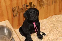 Grace pup Black female Pink, a female Labrador Retriever for sale in Crewe, VA – 4 of 8