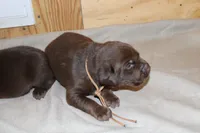 Grace pup Chocolate male, a male Labrador Retriever for sale in Crewe, VA – 3 of 6