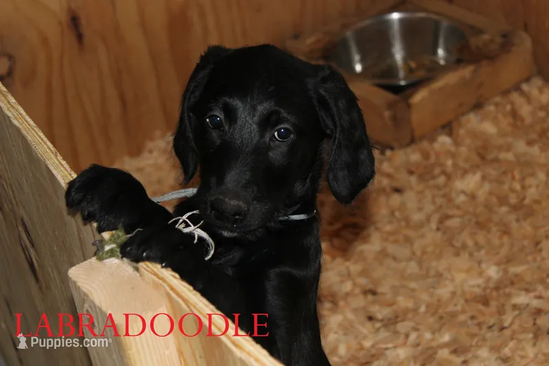 Bella pups Black male