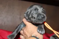 Birdie pup Charcoal Female, a male Labrador Retriever for sale in Crewe, VA – 4 of 7