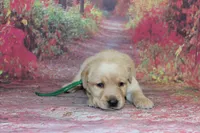 Birdie pup Yellow male green, a male Labrador Retriever for sale in Crewe, VA – 3 of 6