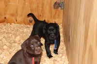 Grace pup Black male Blue, a male Labrador Retriever for sale in Crewe, VA – 8 of 8