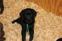 Grace pup Black male Green, a male Labrador Retriever for sale in Crewe, VA – 2 of 10