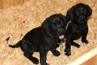 Grace pup Black male Green, a male Labrador Retriever for sale in Crewe, VA – 4 of 10