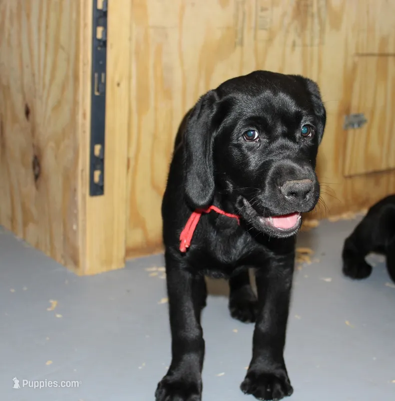 Hope pup Red – Labrador Retriever puppy for sale in Crewe, VA