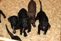 Grace pup Black female Pink, a female Labrador Retriever for sale in Crewe, VA – 5 of 8