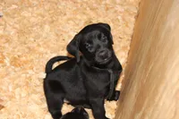 Birdie pup Black Female Black, a male Labrador Retriever for sale in Crewe, VA – 3 of 9