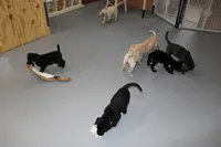 Birdie pup Black Female Red, a male Labrador Retriever for sale in Crewe, VA – 3 of 6