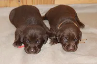 Grace pup Chocolate male, a male Labrador Retriever for sale in Crewe, VA – 6 of 6