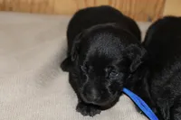 Grace pup Black male Blue, a male Labrador Retriever for sale in Crewe, VA – 4 of 8