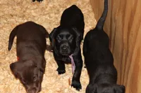 Grace pup Black female Purple, a female Labrador Retriever for sale in Crewe, VA – 3 of 9