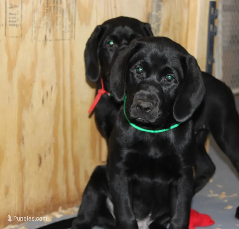 Hope pup Green – Labrador Retriever puppy for sale in Crewe, VA