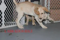 processed/e4b7940f-2175-4ab9-831e-89104ddebb42/listing/9f64a739-fbdd-4255-9f85-7d47bcbfd2a8/aeba8fcf-2c8b-416d-9832-e35ba9f66bfa