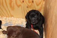 Hope pup Red, a male Labrador Retriever for sale in Crewe, VA – 8 of 10