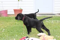 Hope pup Red, a male Labrador Retriever for sale in Crewe, VA – 4 of 10