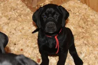Hope pup Red, a male Labrador Retriever for sale in Crewe, VA – 2 of 10
