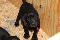 Hope pup Red, a male Labrador Retriever for sale in Crewe, VA – 5 of 10