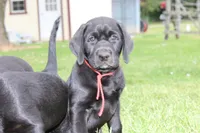 Hope pup Red, a male Labrador Retriever for sale in Crewe, VA – 9 of 10