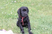 Hope pup Red, a male Labrador Retriever for sale in Crewe, VA – 6 of 10