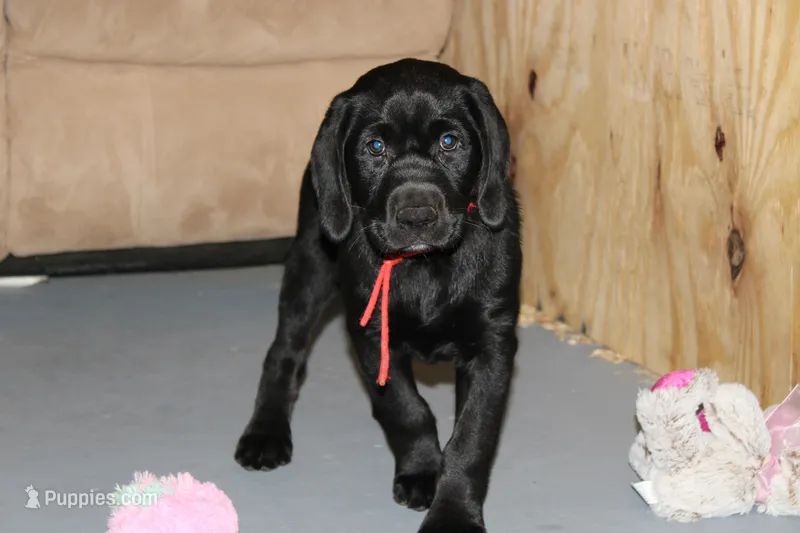 Hope pup Red – Labrador Retriever puppy for sale in Crewe, VA