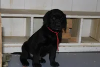 Hope pup Red, a male Labrador Retriever for sale in Crewe, VA – 3 of 10