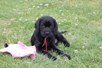 Hope pup Red, a male Labrador Retriever for sale in Crewe, VA – 7 of 10