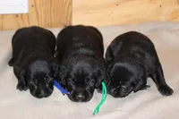 Grace pup Black male, a male Labrador Retriever for sale in Crewe, VA – 4 of 4