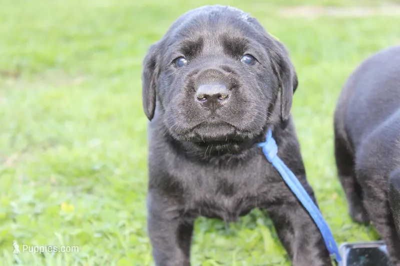 Hope pup Blue – Labrador Retriever puppy for sale in Crewe, VA