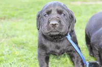 Hope pup Blue, a male Labrador Retriever for sale in Crewe, VA – Photo 1 of 3