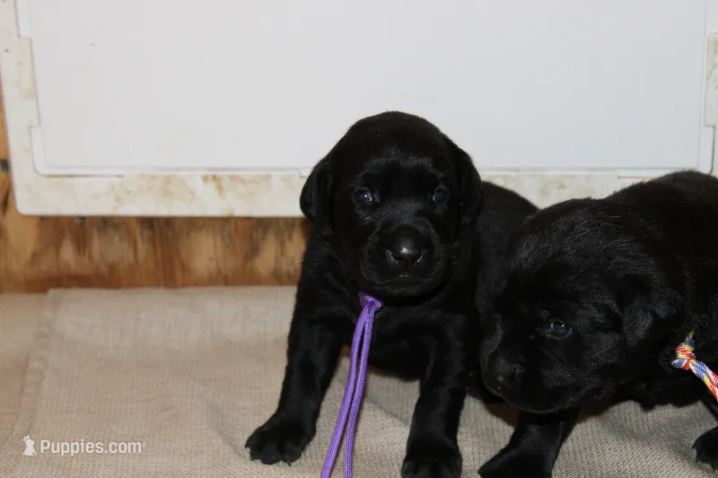 Grace pup Black female – Labrador Retriever puppy for sale in Crewe, VA