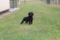 Birdie pup Black Female Black, a male Labrador Retriever for sale in Crewe, VA – 6 of 9