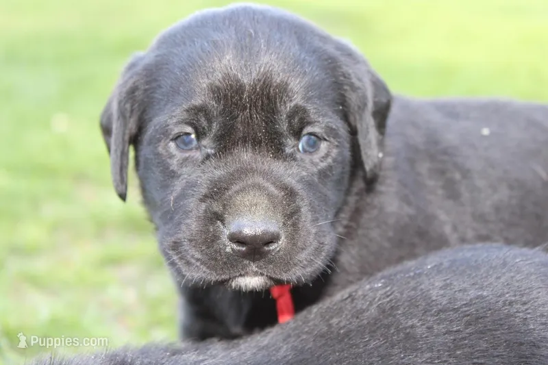 Hope pup Red – Labrador Retriever puppy for sale in Crewe, VA