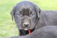 Hope pup Red, a male Labrador Retriever for sale in Crewe, VA – Photo 1 of 3