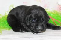Hope pup Red, a male Labrador Retriever for sale in Crewe, VA – Photo 2 of 3