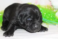 Hope pup Green, a male Labrador Retriever for sale in Crewe, VA – Photo 2 of 3