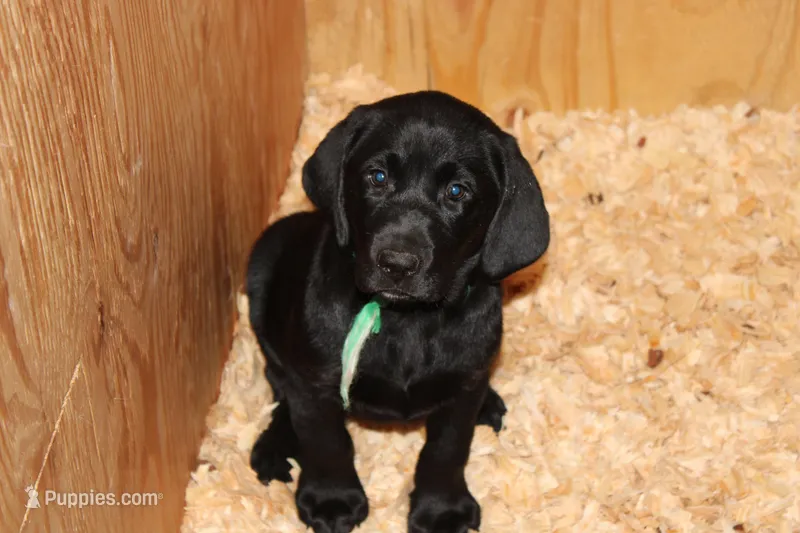 Hope pup Green – Labrador Retriever puppy for sale in Crewe, VA