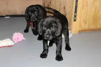 Hope pup Green, a male Labrador Retriever for sale in Crewe, VA – 3 of 9